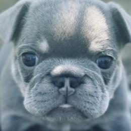 French Bulldogs from VD-FO Frenchies
