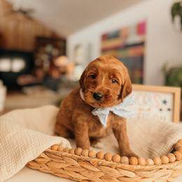 Hamilton - Red  male Goldendoodle puppy in Yukon, Oklahoma from Bows and Ties Doodles, LLC