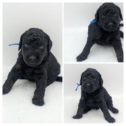 Blue Boy -phantom markings will get more pronounced with time - Brown male Whoodle puppy in Kalispell, Montana from Countryman Whoodles