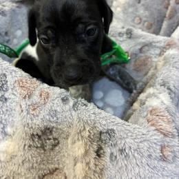 Green boy - Black and white male German Shorthaired Pointer puppy in Morley, Michigan from Winsome Farm