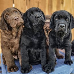 Labrador Retriever Puppies from Eternity Labradors