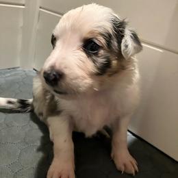 Bear - Blue merle male Border Collie puppy in Holden, Missouri from Spotted Feather Farm