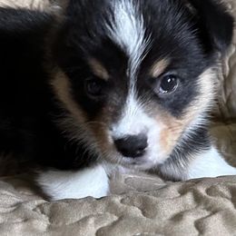Noah - Pembroke Welsh Corgi puppy in Lima, New York from Hickory Springs Corgis