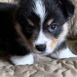 Noah - Pembroke Welsh Corgi puppy in Lima, New York from Hickory Springs Corgis