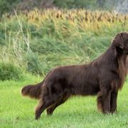Flat-Coated Retrievers from ArticWyns