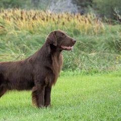 Flat-Coated Retrievers from ArticWyns
