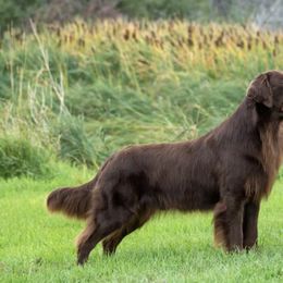 Flat-Coated Retrievers from ArticWyns