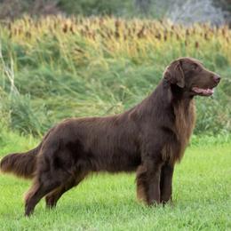 Flat-Coated Retrievers from ArticWyns