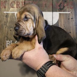 Blue Collar Boy - Black and tan male Bloodhound puppy in Franklin, Indiana from K Creek Farms