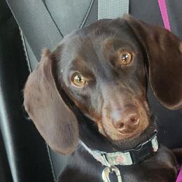 Maple - Dachshund