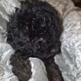 Blackie chan - Black male Poodle puppy in Bokoshe, Oklahoma from Eden's Acre
