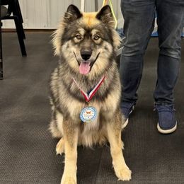 Randy - Siberian Husky