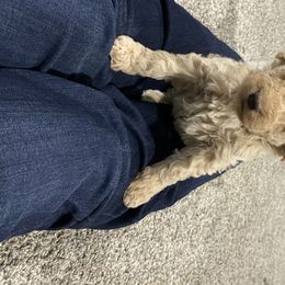 Goldendoodle Puppies from Thompson's Doodle Co.