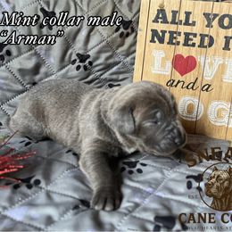 Arman - Gray brindle male Cane Corso puppy in Altoona, Alabama from Snead’s Cane Corso Kennel