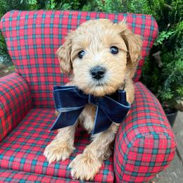 ROMEO  small mini - Apricot male Schnoodle puppy in Fredericksburg, Virginia from Growing Puppies