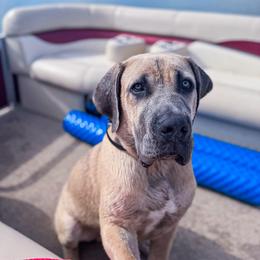 Cane Corso Puppies from Catawba Cane Corso