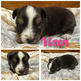 Vixen - Black tri female Toy Australian Shepherd puppy in Menan, Idaho from Teton Toy Aussies