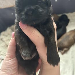Boy 5 - Chocolate and tan male Shih Tzu puppy in Oregon, Ohio from Gogol Family Shih Tzus