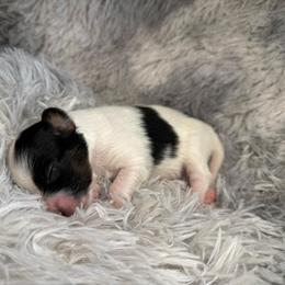 Diesel - White and black male Papillon puppy in Howe, Oklahoma from Southern Sweet Papillons