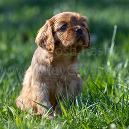 Ruth - Ruby Cavalier King Charles Spaniel puppy in Chico, California from Valley Cavaliers