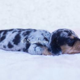 Eliza - Black and tan female Dachshund puppy in Apple Valley, California from Socaldoxies