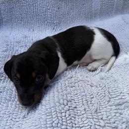 Pesto  AKC - Piebald male Dachshund puppy in Sacramento, California from Valentina's mini  AKC Dachshunds