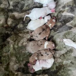 Chihuahua Puppies from Cloud9 Chihuahuas