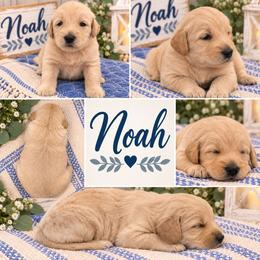 Noah - Golden male Double Doodle puppy in Whitsett, North Carolina from Rock Creek Doodles NC