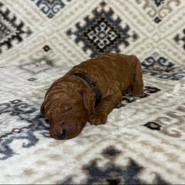Black Collar Male - Red  male Goldendoodle puppy in Pasadena, Texas from Knightsbane Standard Poodles