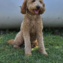 Lily - Goldendoodle
