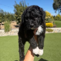 Grace - Black and white female Bernedoodle puppy in Yuba City, California from Ranch House Doodles
