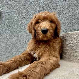 Hamm-pink collar-1 open spots left - Red  male Goldendoodle puppy in Chino Valley, Arizona from Whiskey Row Royals
