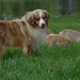 Miniature Australian Shepherd All Grown Up from Rocky Top Kennels