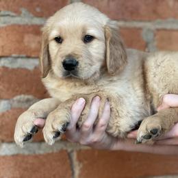 Golden Retriever puppies from K&N Golden Retriever Companion