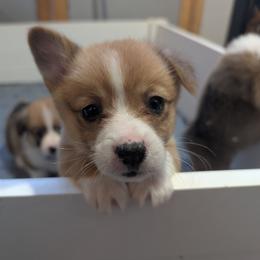 Girl 3 Miss Hot Pink - White and red female Pembroke Welsh Corgi puppy in Milton, Florida from Milton Corgis