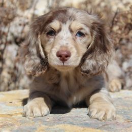 Dachshund Puppies from Rylie Stovall