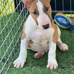 Boy 2 - male Bull Terrier puppy in Columbia Heights, Minnesota from Tuffnutz Bull Terriers