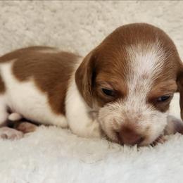 Silkywirehaired Pink - Piebald female Dachshund puppy in Torrance, California from Lucky Dachshunds