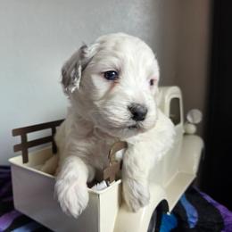 Thor - Merle male Bernedoodle puppy in Blackfoot, Idaho from Draper Mountain Doodles