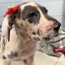 Billie - Harlequin female Great Dane puppy in Hutchinson, Kansas from Dappled Danes