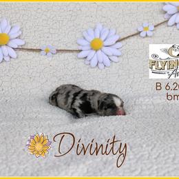 Divinity - Blue merle female Miniature Australian Shepherd puppy in Madisonville, Texas from Flying LL Aussies