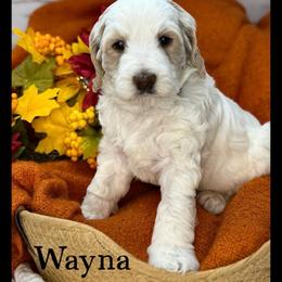 Wayna - Caramel cream male Australian Labradoodle puppy in Gladstone, Oregon from Beaver State Labradoodles