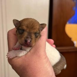 Pup C - White and tan male Toy Fox Terrier puppy in Clermont, Florida from Debbie Hiles's Toy Fox Terriers
