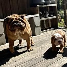 Bulldog Puppies from Bullgodz English Bulldogs