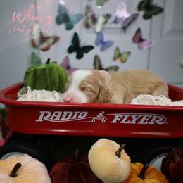 Whimsy 10th pick - Red female Bernedoodle puppy in Fort Myers, Florida from Little Golden Farm