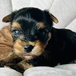 Charlotte - Black tan and white female Biewer Terrier puppy in Bunnell, Florida from Royal Biewer and Royal Aussies