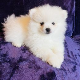 Boy Neo - White Pomeranian puppy in Missouri from Saint Louis Pomeranian babies