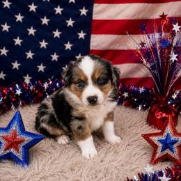 Pearl - Blue merle female Australian Shepherd puppy in Cambridge, Ohio from Solis Performance Horses & Australian Shepherds