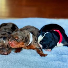 Bernedoodle puppies from BrookeMarie’s Goldendoodle Love