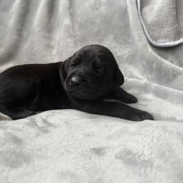 Doberman Pinscher Puppies from Haus of Hound